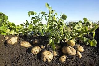 种植土豆要高产？实行这三点，一颗收果十几个