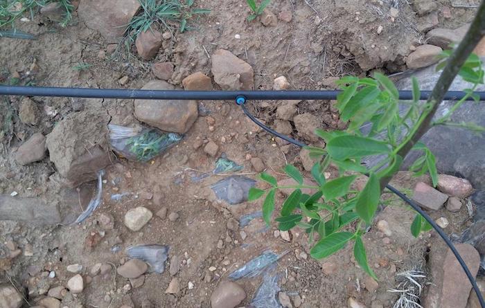 水肥一体化越来越被认可的原因.jpeg 水肥一体化越来越被认可的原因.jpeg