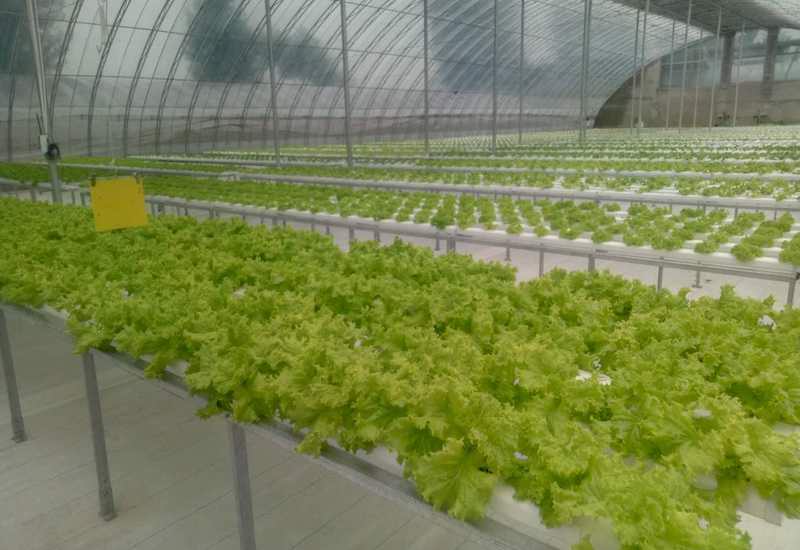 无土栽培的优势.jpeg 无土栽培的优势.jpeg