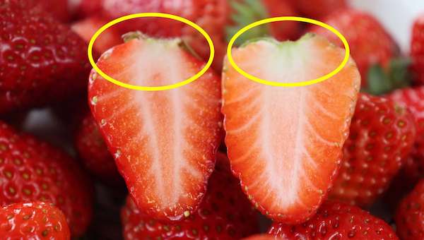 辨别激素草莓要看果柄颜色是否发青.jpeg 辨别激素草莓要看果柄颜色是否发青.jpeg
