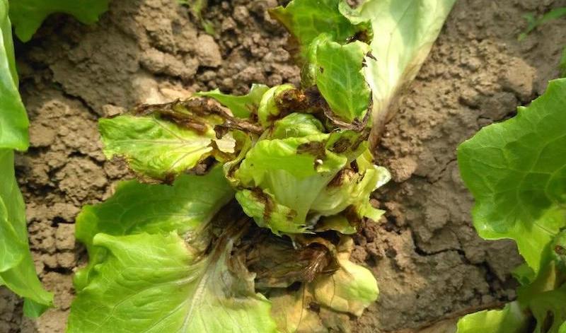 叶菜易得软腐病.jpeg 叶菜易得软腐病.jpeg